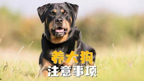 全国大狗爆料事件最新,揭秘背后真相与网络舆论风暴