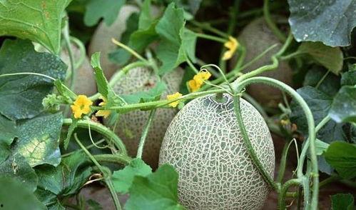 女老师分哈密瓜,女老师巧手分哈密瓜，寓教于乐传递知识