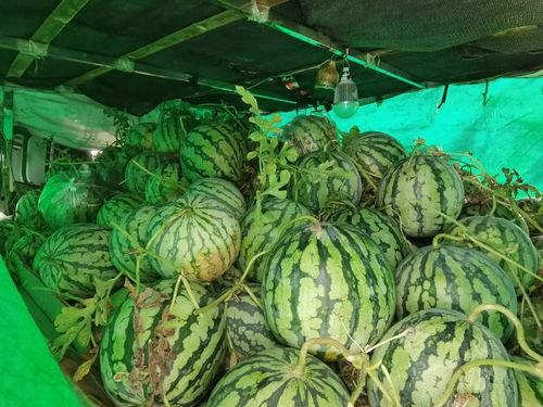 浙江人民吃瓜,探寻浙江人民的“吃瓜”文化