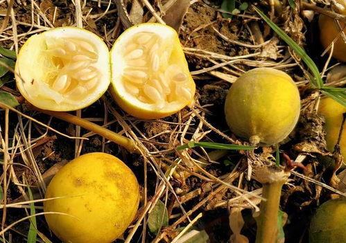 吃瓜小果子,吃瓜小果子的趣味生活点滴