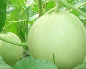 怀孕可以吃恩瓜吗,恩瓜在孕期是否适宜食用