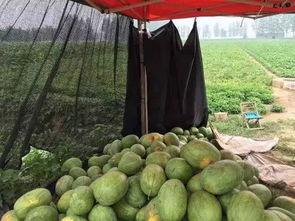 梦见吃花皮瓜,揭秘吃花皮瓜的神秘寓意