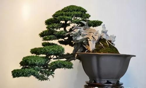 盆景怎么上头条,如何巧妙布局，登上媒体头条