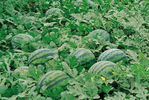 寿光西城吃瓜图片,夏日吃瓜图鉴