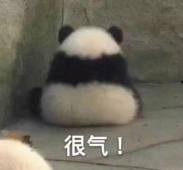 震惊表情包熊猫快手网红,萌态百出引网友热议
