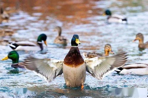 张掖网红打卡湿地在哪,探寻西北秘境的碧波荡漾