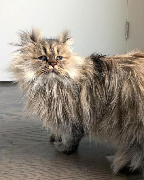 成都网红猫图片大全,成都网红猫风采集锦