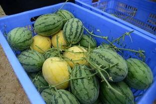 吃瓜的群qq吃瓜裙,QQ群里的八卦盛宴