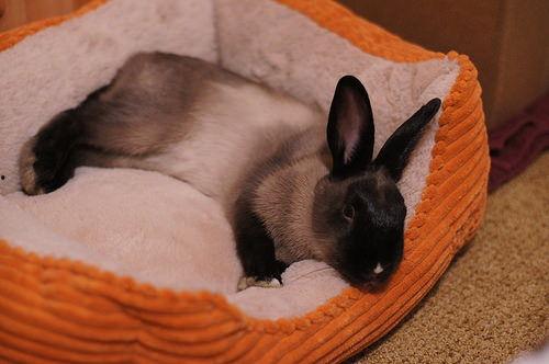 网红兔子床耳朵不能贴墙,揭秘不能贴墙的神奇原因