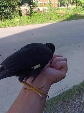 鸟头条,聚焦鸟类世界，探寻自然之美