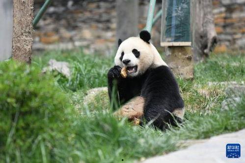 成都网红熊猫文案素材,萌动时光，治愈之旅